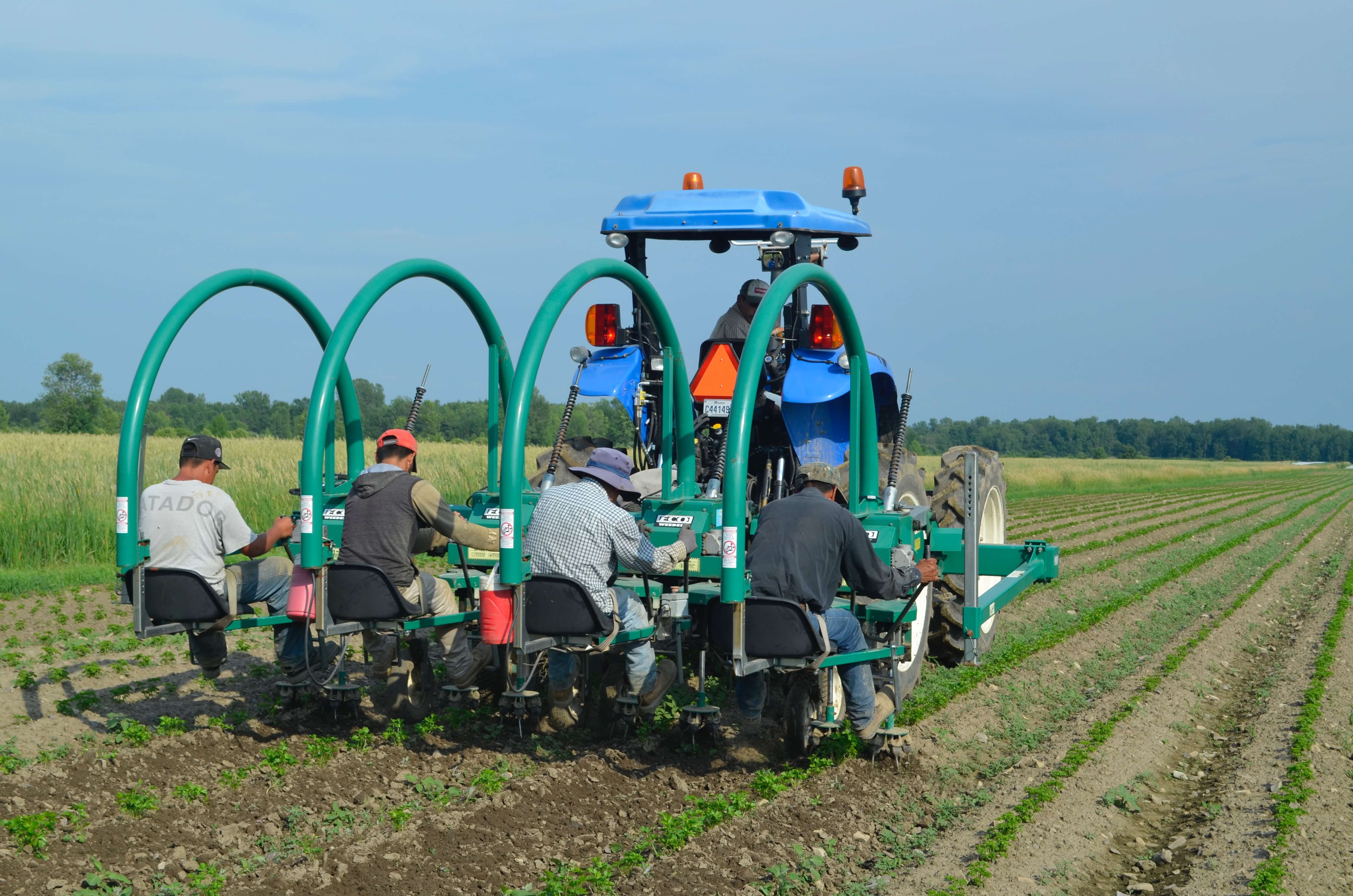 EcoWeeder by Univerco